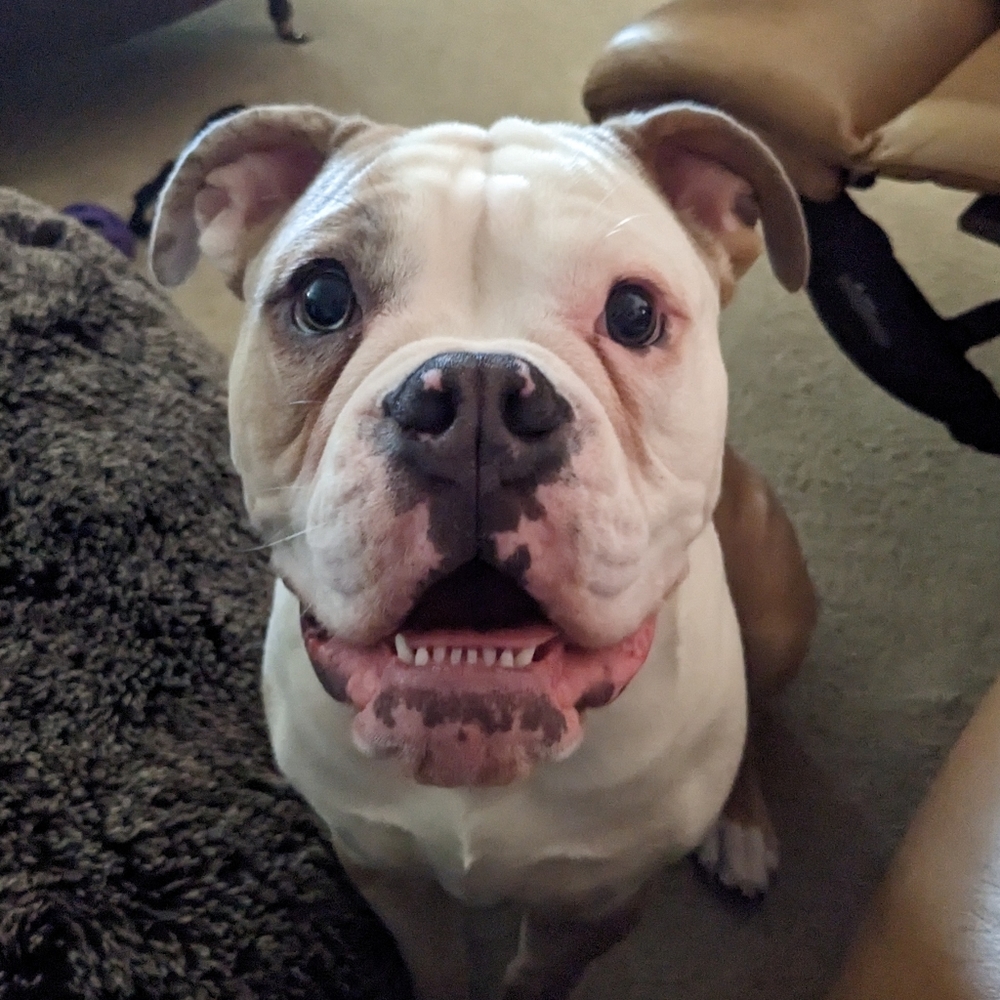 Meet your Posher, Amanda